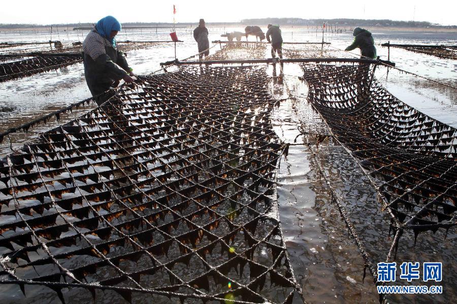 我国紫菜主产区大丰收