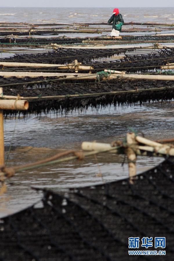 江苏连云港条斑紫菜进入收割期