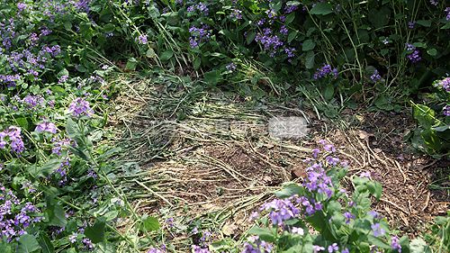 赏花人挤爆校园 南理工本周末谢绝外来车辆