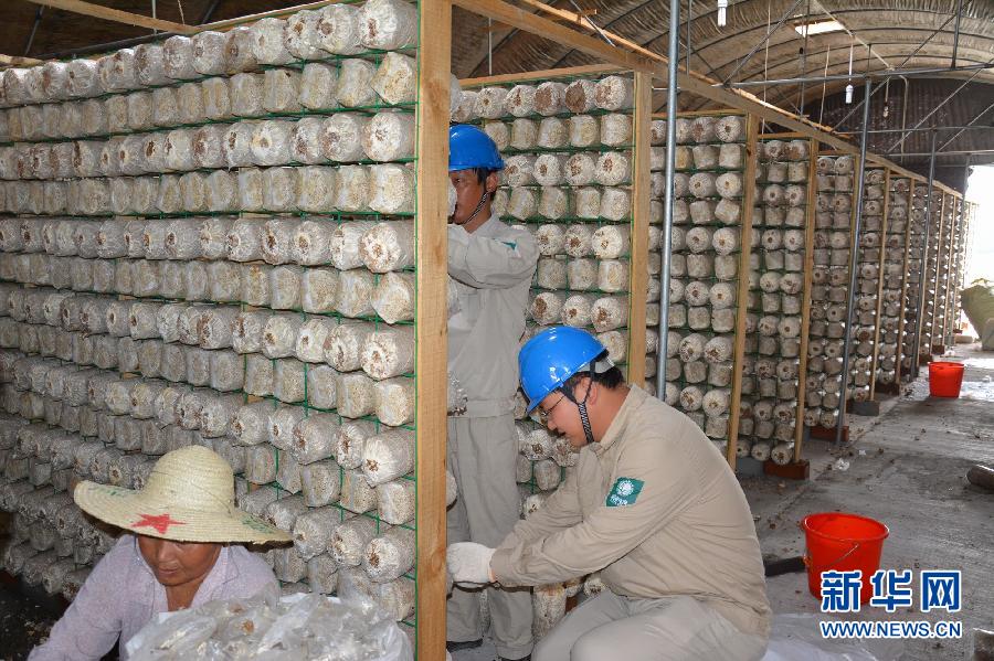 江苏常熟:供电上门送服务 万亩菌棚享清凉