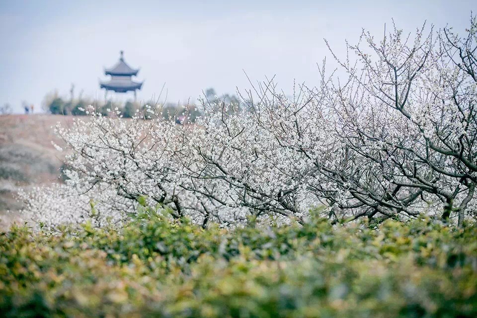 南京国际梅花节来了 金陵赏梅最全攻略奉上