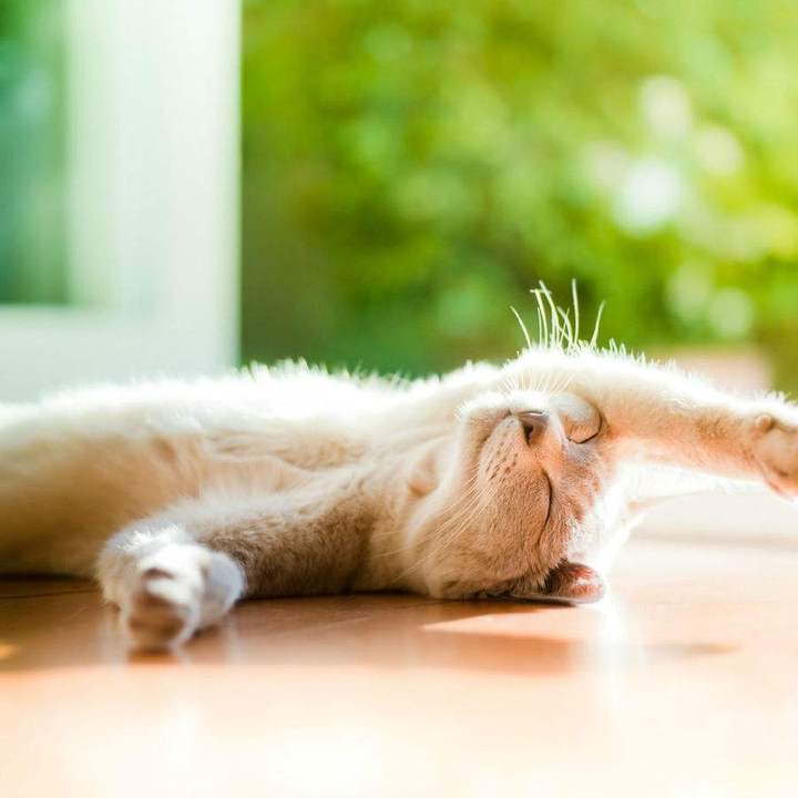 怎么晒太阳比较合适 136231509_14930008173281n.jpg