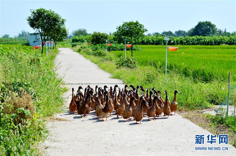 江苏海安:稻田用上鸭管家 生态种养效益高