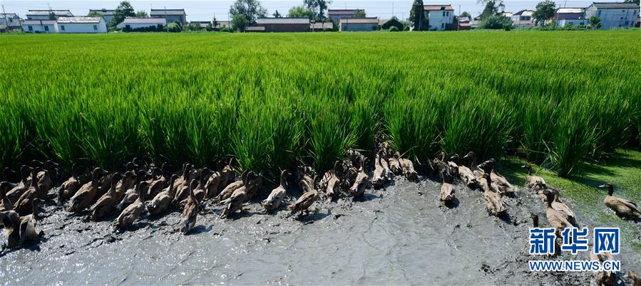 江苏海安:稻田用上鸭管家 生态种养效益高