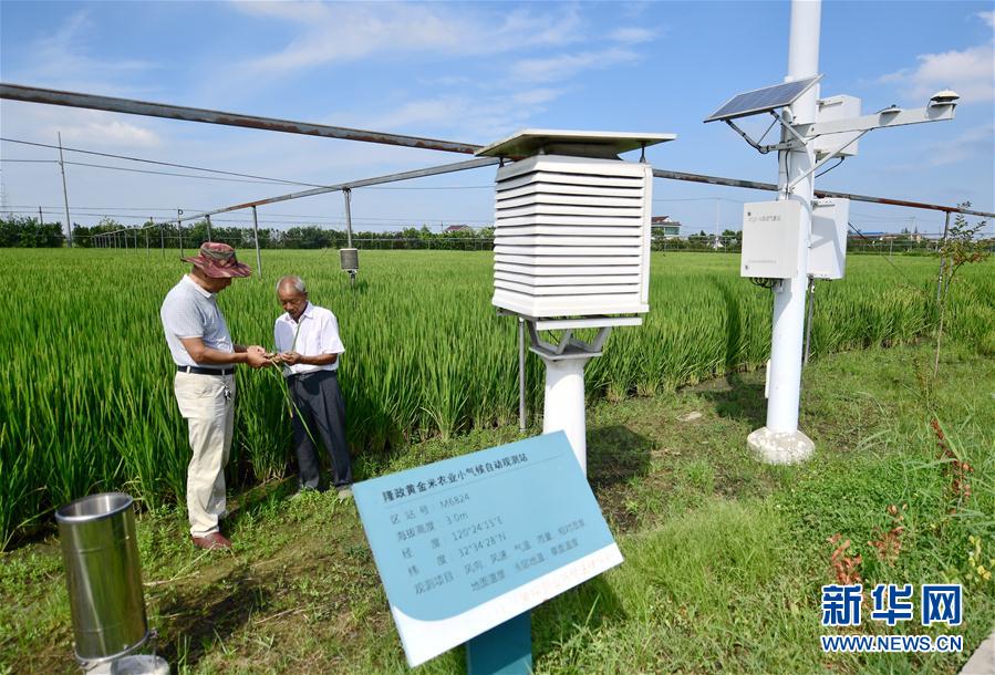 江苏海安:稻田用上鸭管家 生态种养效益高