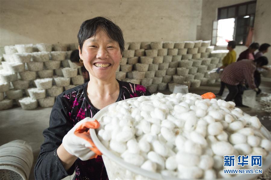 江苏海安: 中秋蚕 喜获丰收