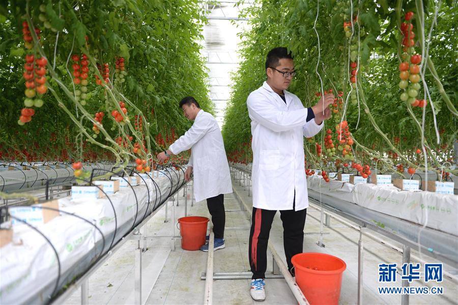 江苏海安:科技创新领跑现代农业