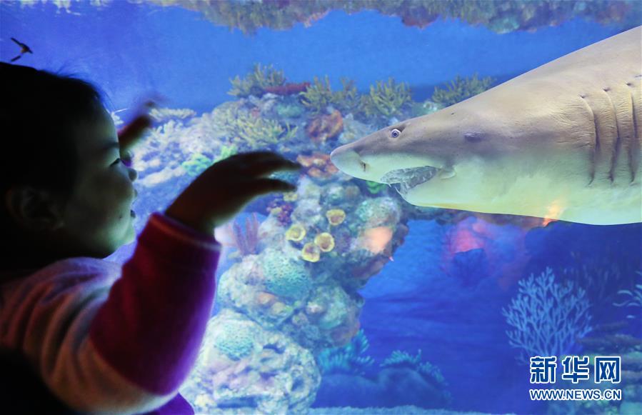 （社會）（5）上海海昌海洋公園開門迎客