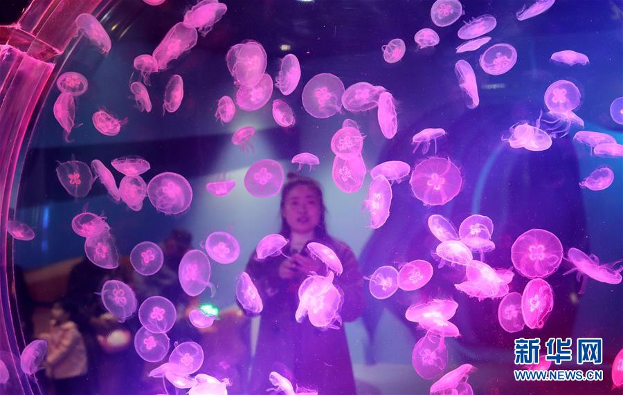 （社會）（2）上海海昌海洋公園開門迎客