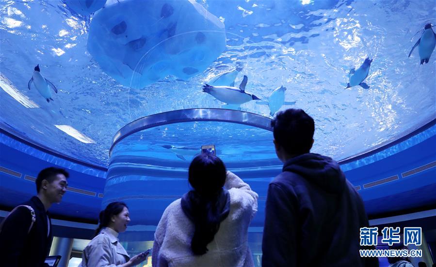 （社會）（3）上海海昌海洋公園開門迎客
