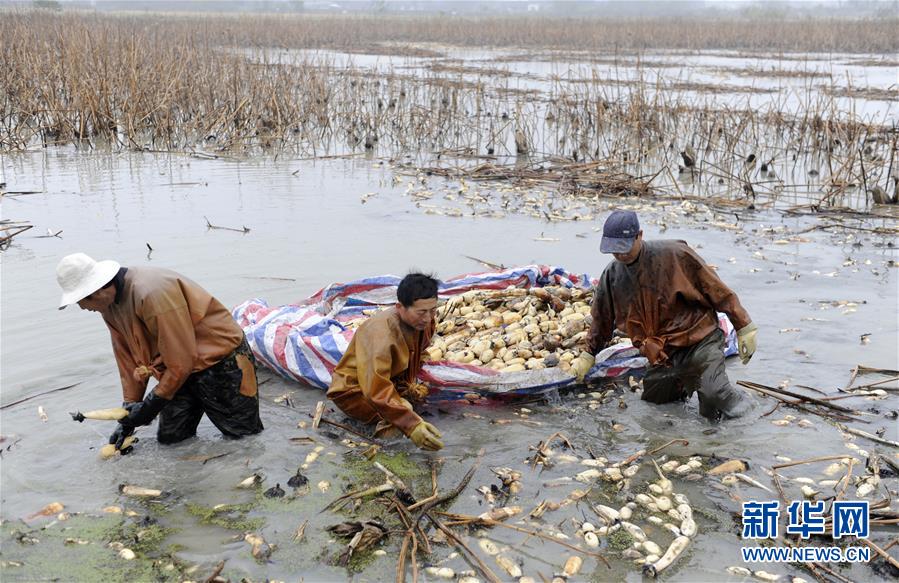 （經濟）（4）安徽肥西：蓮藕經濟助力鄉村振興