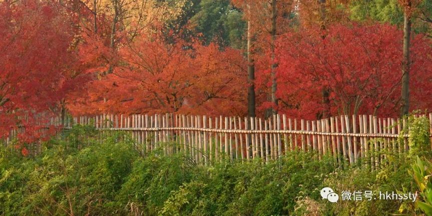 上海当季郊野风景真的美翻了!