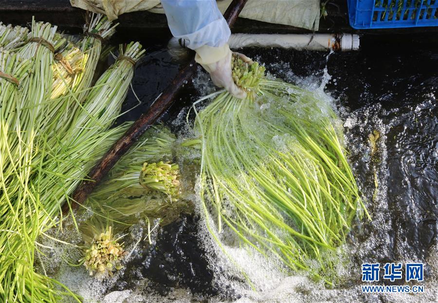 #（社會）（1）採收水芹菜供應節日市場