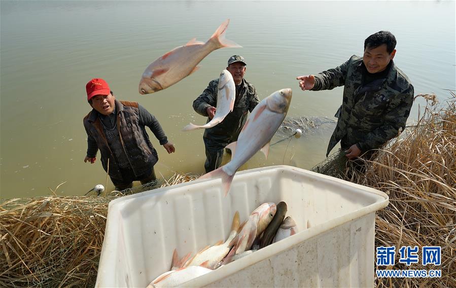 #（社会）（1）安徽肥东：冬捕分鱼迎新春 