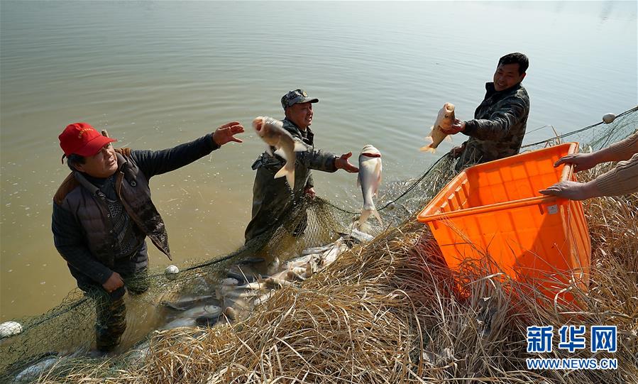#（社會）（2）安徽肥東：冬捕分魚迎新春 