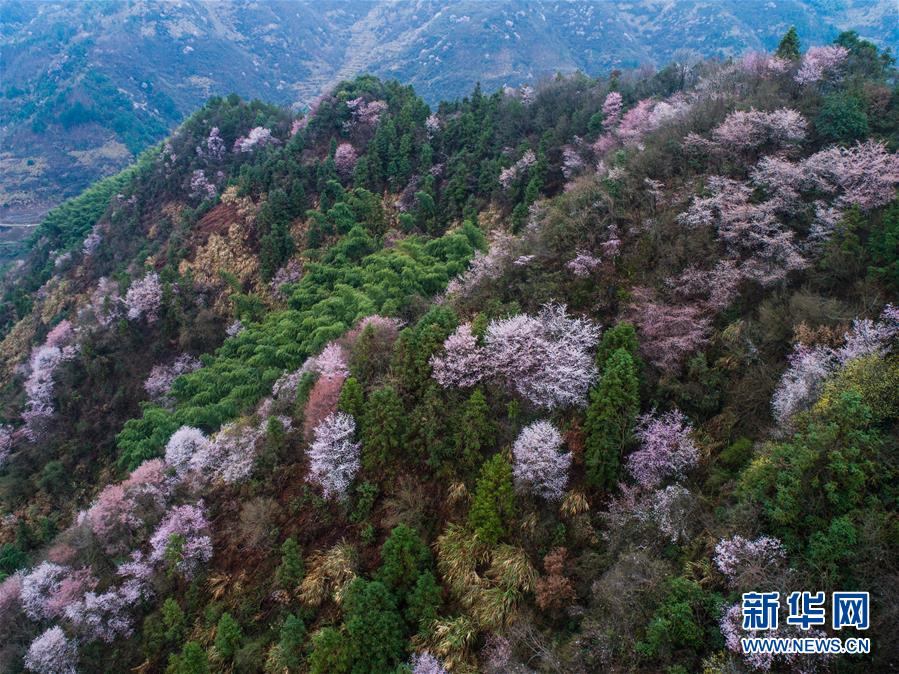 （美麗中國）（1）浙江建德：萬畝櫻花盛開