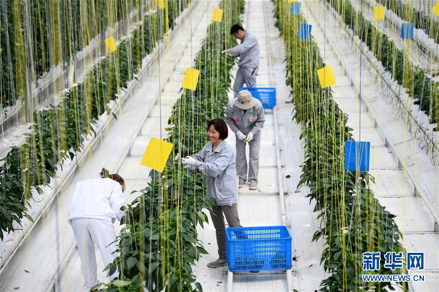 （社会）（1）安徽肥西：大力推广现代农业发展模式