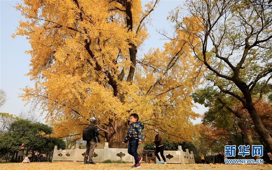 近日,在位于上海嘉定区的古树公园内,一株已有1200余年树龄的古银杏