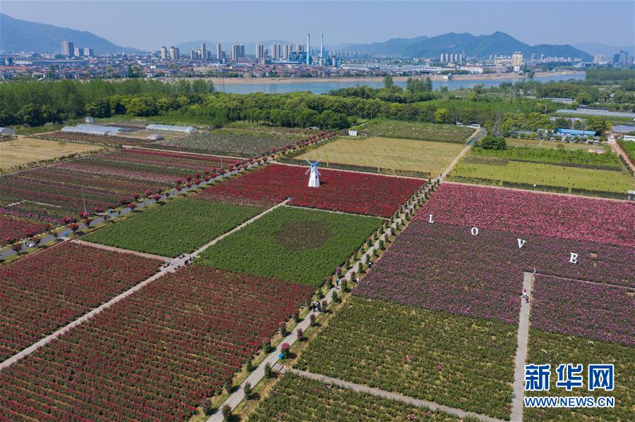 （美丽中国）（1）千万朵玫瑰绽放美丽乡村