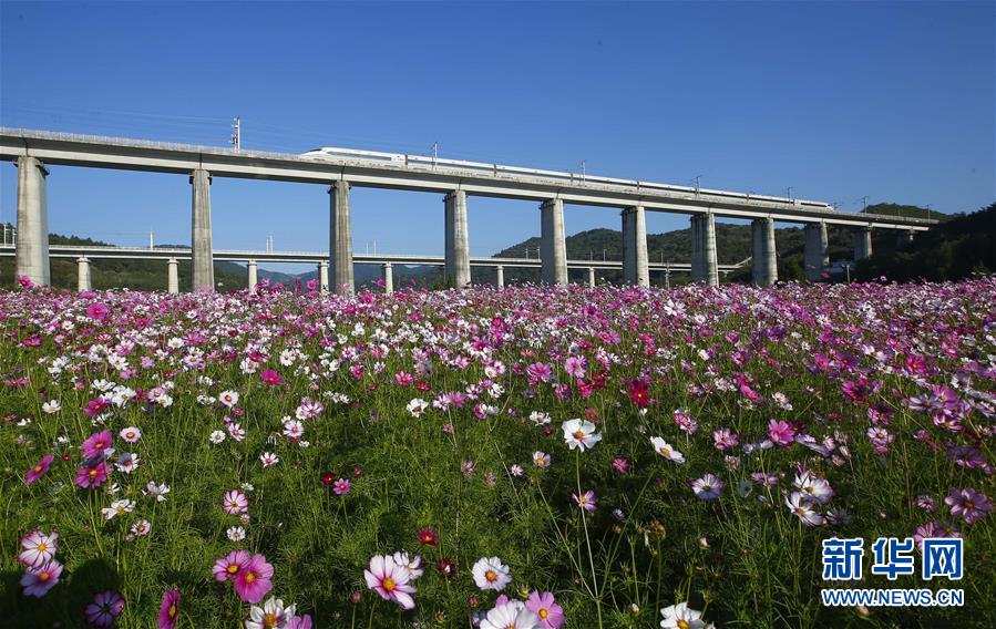 #（新华视界）（1）安徽黄山：格桑花开扮美乡村