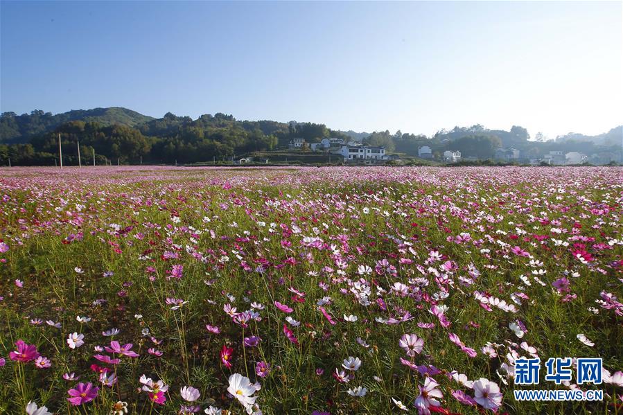 #（新华视界）（2）安徽黄山：格桑花开扮美乡村