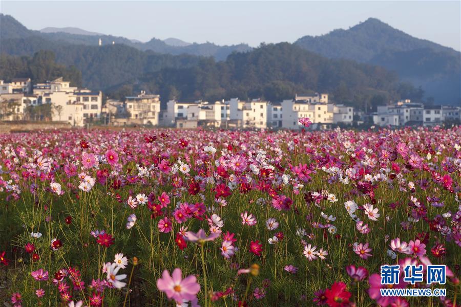 #（新华视界）（5）安徽黄山：格桑花开扮美乡村