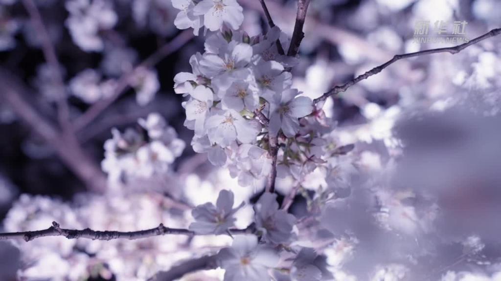 浙江宁波：植物园的樱花盛宴