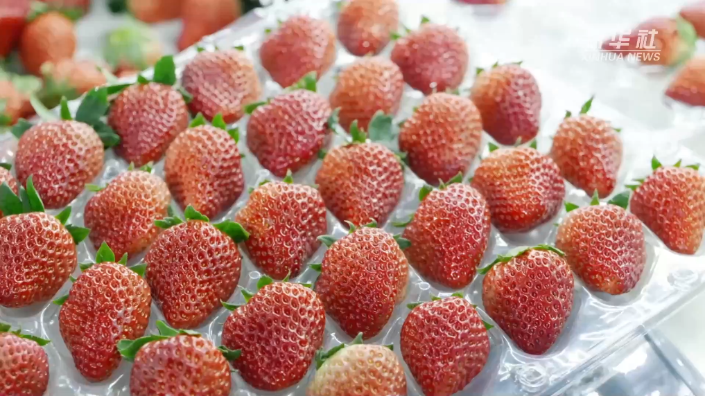 江苏南京：“低碳”草莓的秘诀