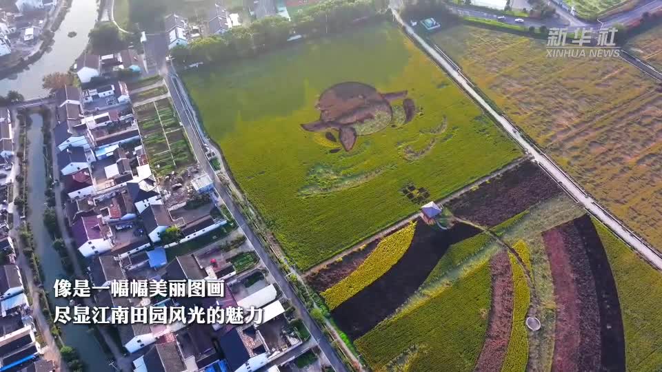 苏州吴江：稻田“说”丰年 乡村美如画