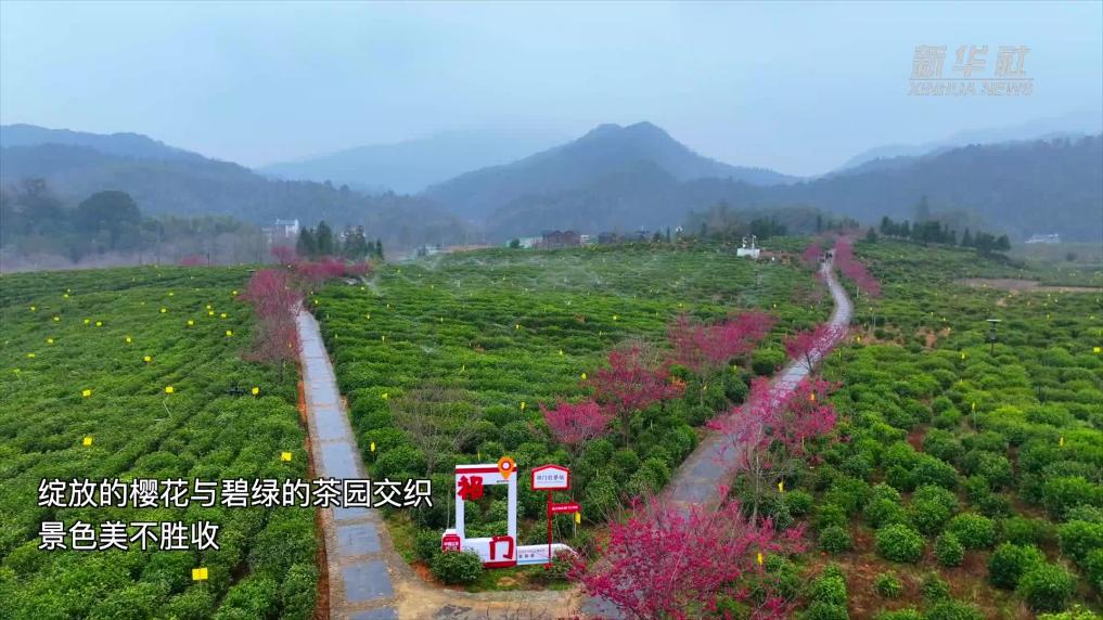 魅力山乡 | 安徽黄山：樱花绽放茶园美