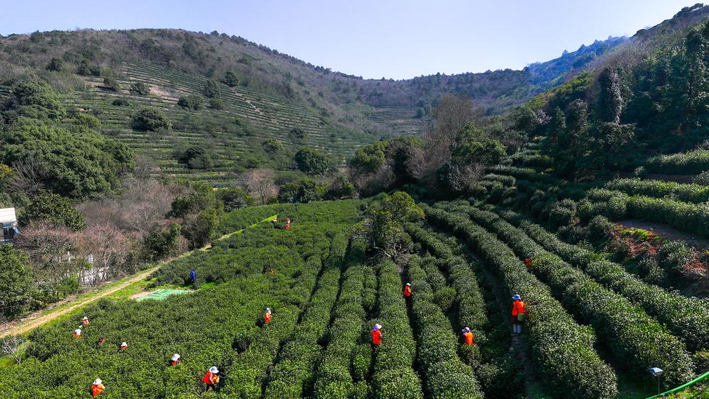 苏州洞庭山：碧螺春茶迎来采摘期