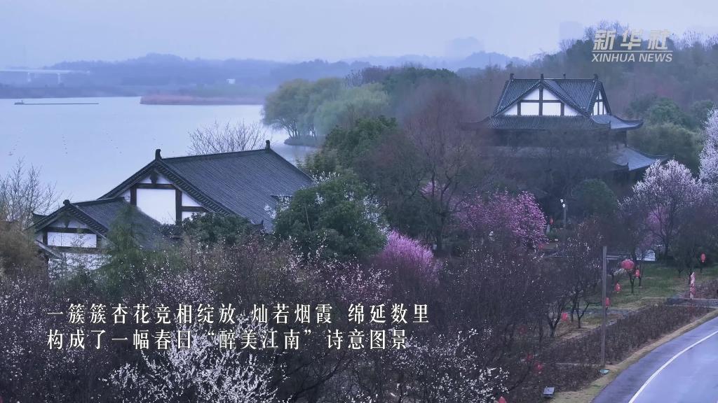 安徽池州：杏花烟雨入江南