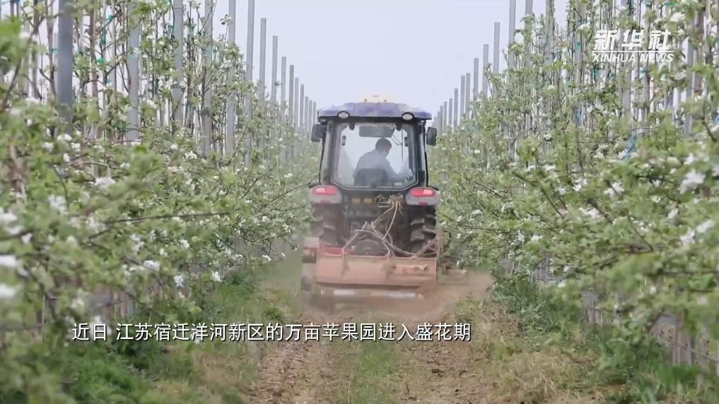 江苏宿迁：万亩苹果花盛开 千万蜜蜂授粉忙