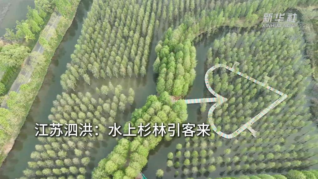 江苏泗洪：水上杉林引客来