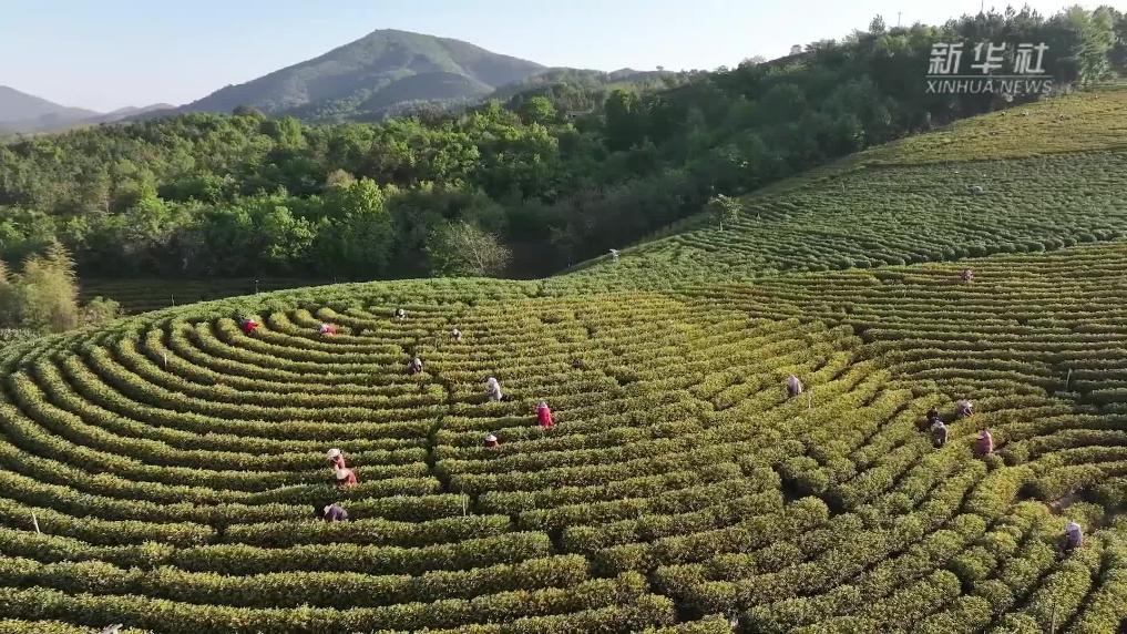 万亩茶园景如画 和美乡村采茶忙