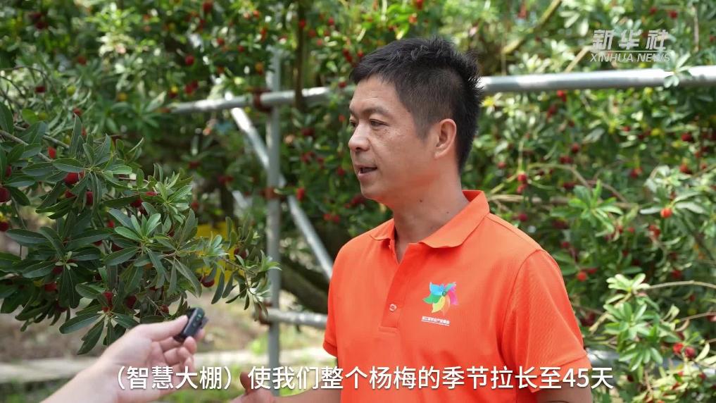 浙江宁波：智慧大棚让杨梅增产增收