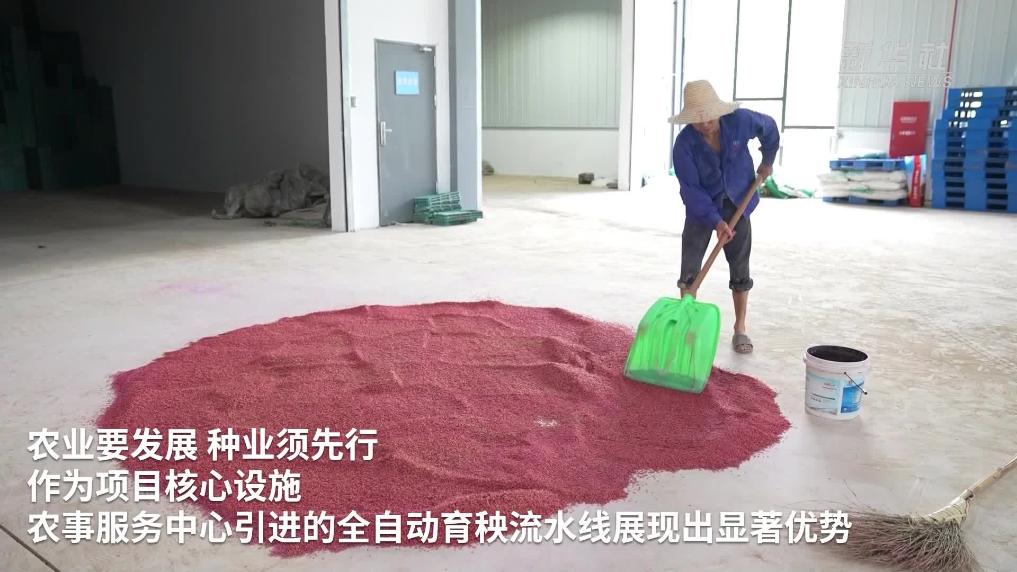 杭州市首个大规模水稻制种项目启动