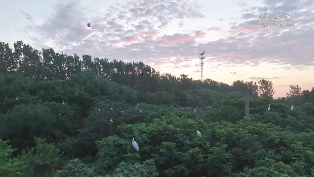 江蘇泗洪：鷺鳥棲息“家門口”