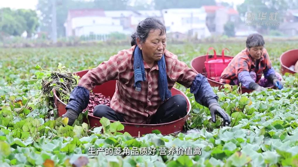 江苏淮安：夏日水乡采菱忙