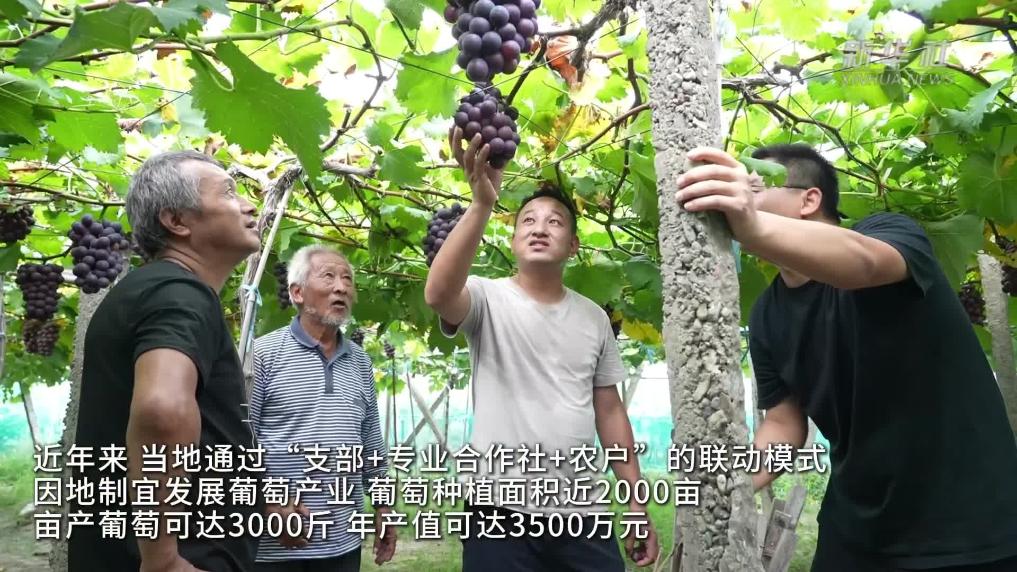 安徽黄山：葡萄产业托起村民“致富梦”