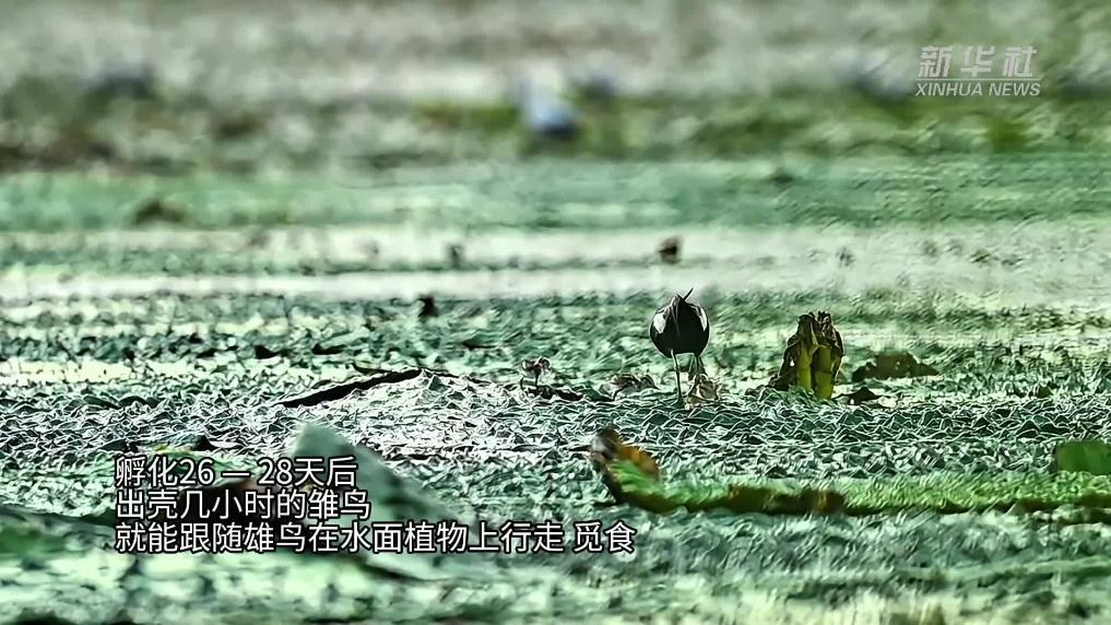 江苏扬州高邮：“水凤凰”孕育新生命