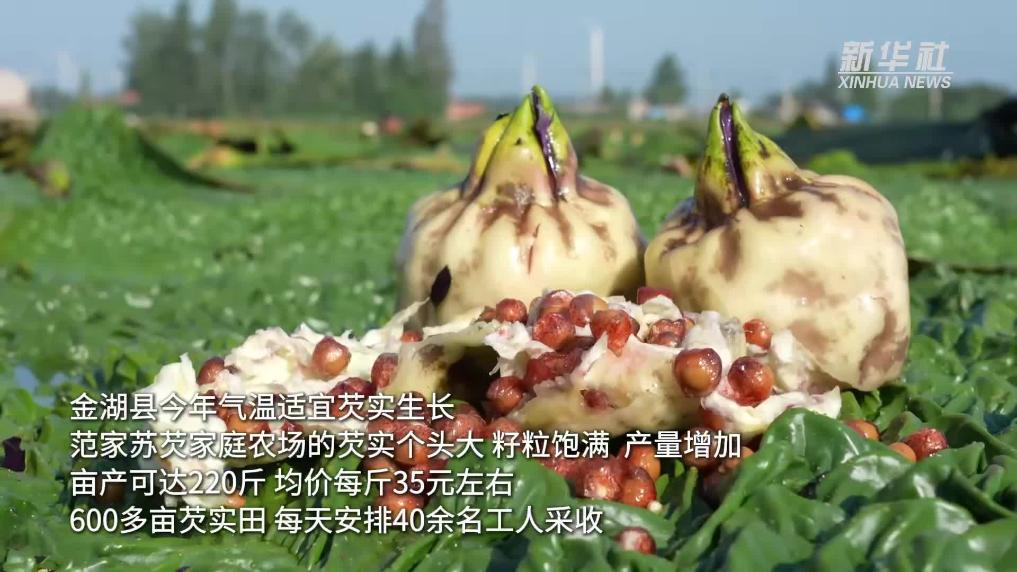 江苏金湖：小芡实成为农民“致富果”