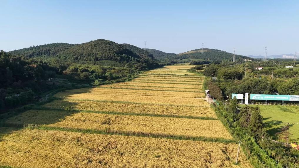 江苏句容戴庄村：有机早稻喜收获