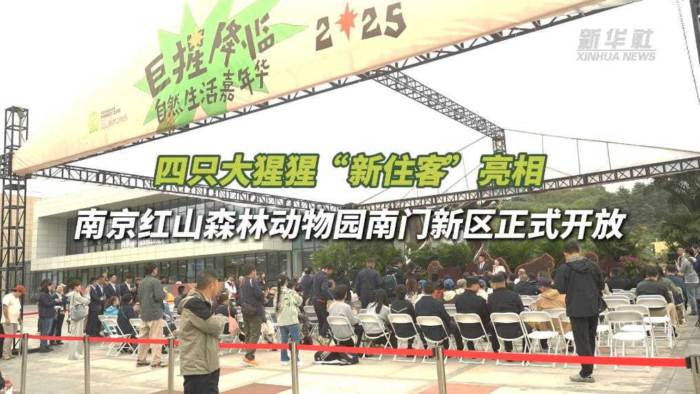 四隻大猩猩“新住客”亮相 南京紅山森林動物園南門新區正式開放