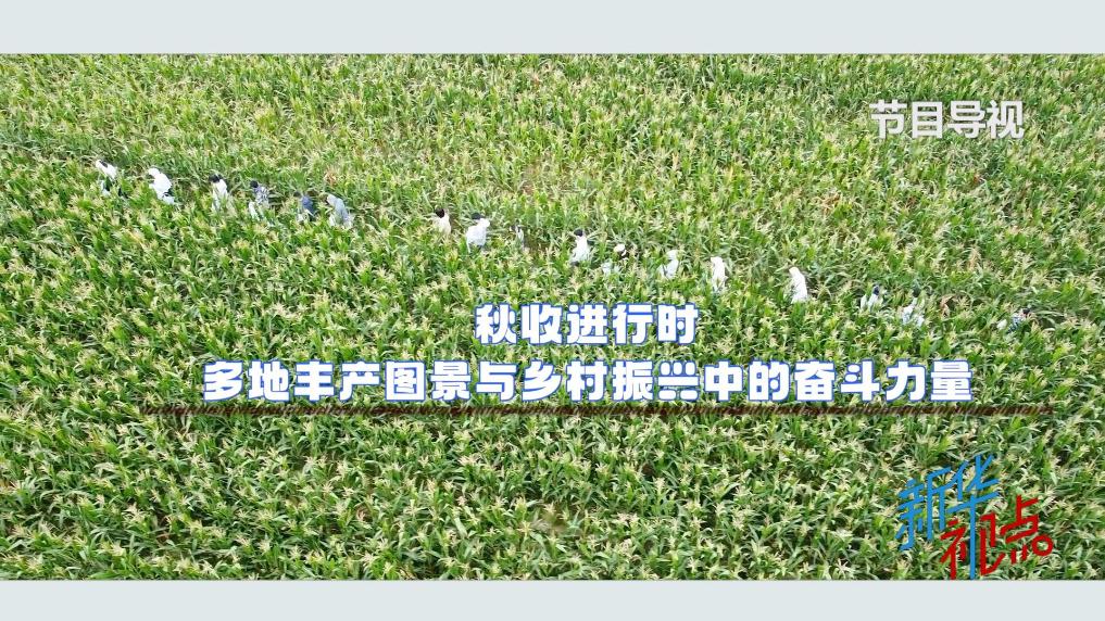 新華視點｜秋收進行時——多地豐産圖景與鄉村振興中的奮鬥力量