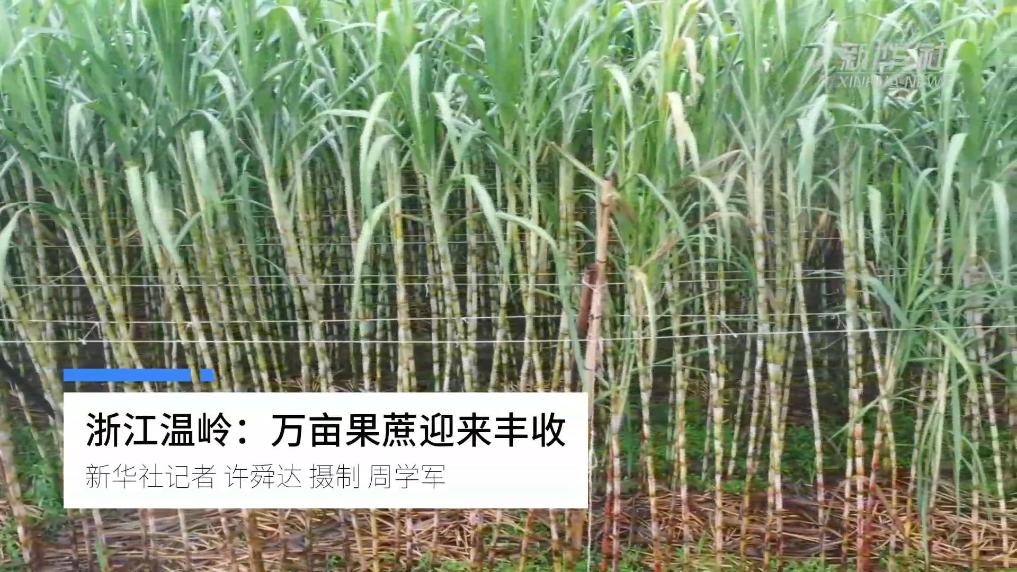 浙江温岭:万亩果蔗迎来丰收