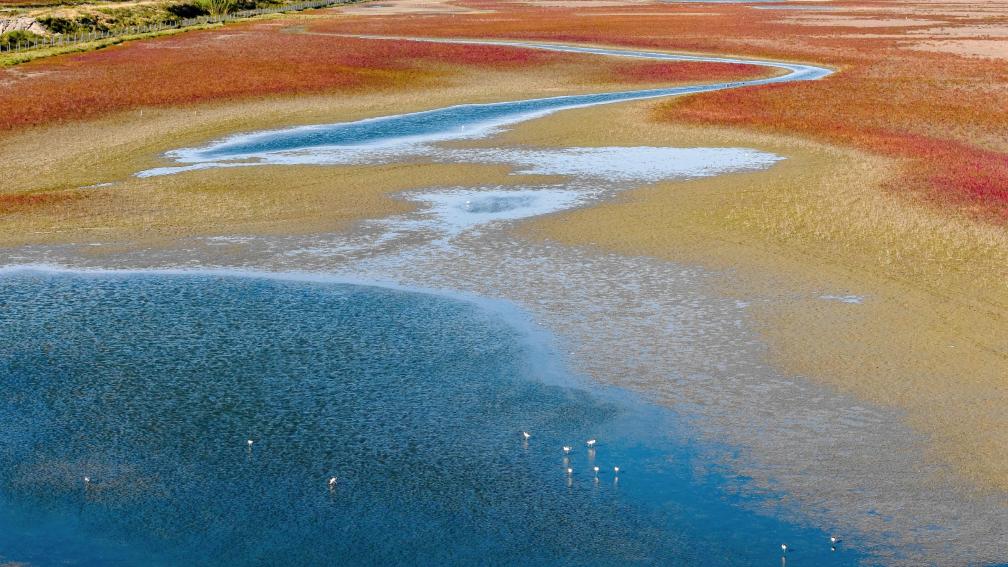 红滩鹿影 候鸟归栖