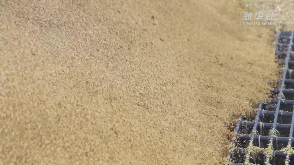 安徽铜陵:抢抓农时 保秋粮归仓