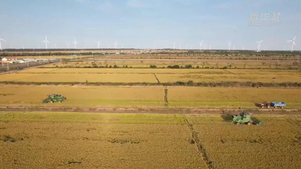 江苏射阳：稻浪翻滚迎丰收 秋收秋种绘“丰”景