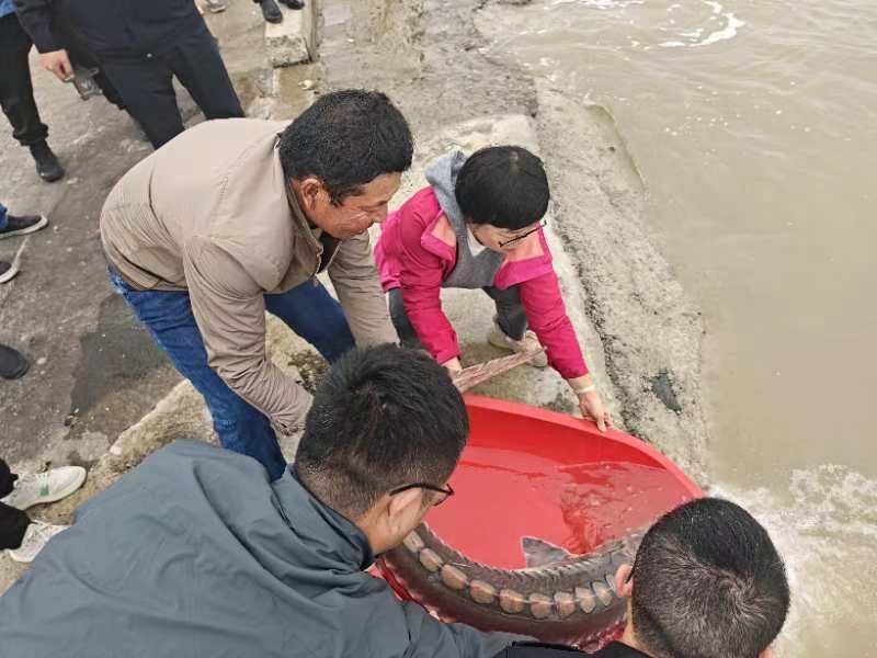 江苏如东邻近长江口海域发现多尾中华鲟